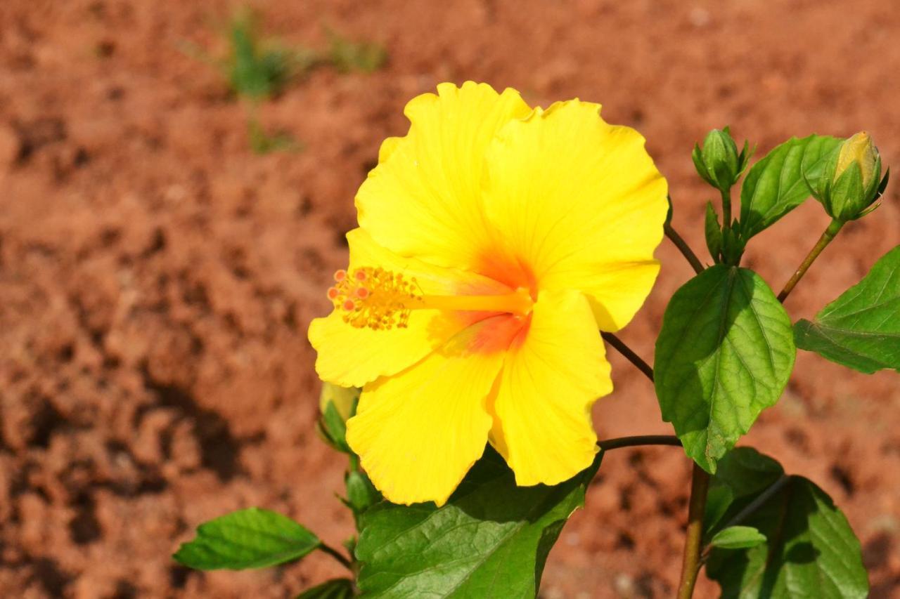 Radhika Eco Resort Arambol Esterno foto