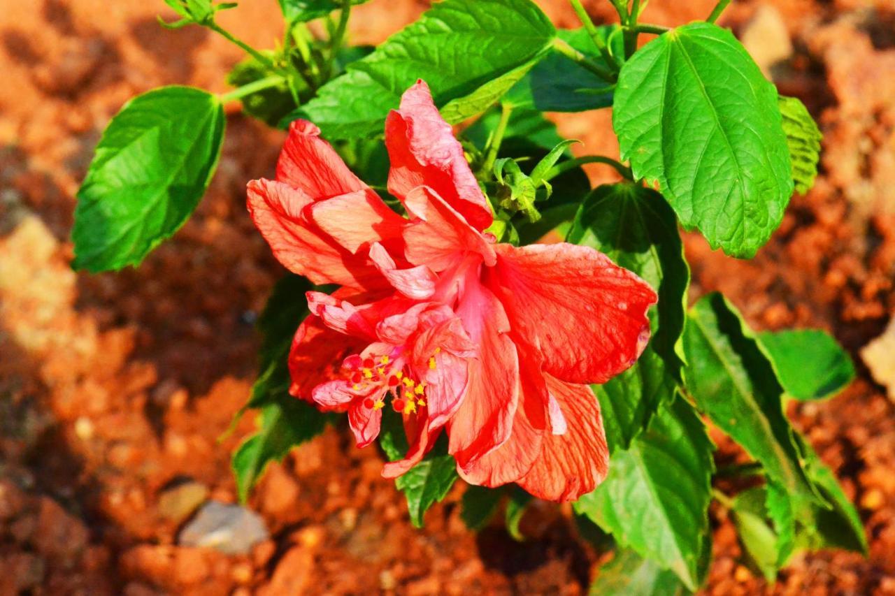 Radhika Eco Resort Arambol Esterno foto
